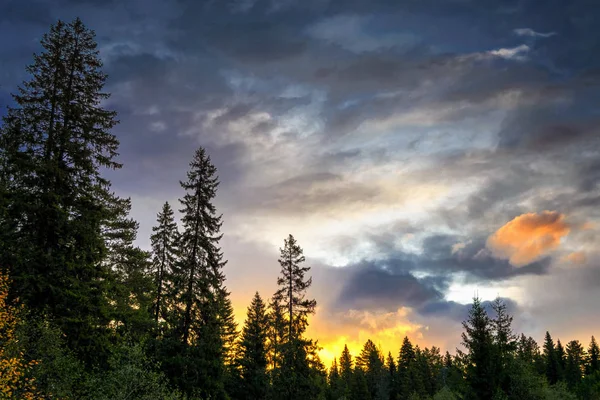 Paysage estival dans la forêt sur fond de magnifique coucher de soleil . — Photo