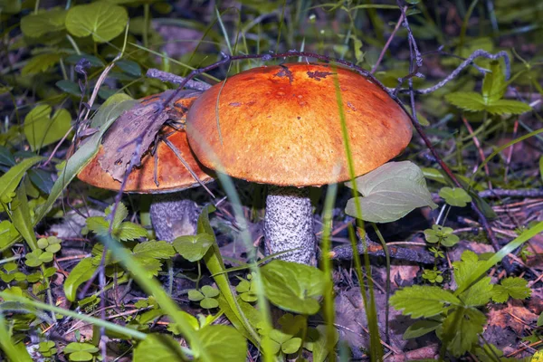 Ehető boletus gomba az őszi erdőben közelkép. Latin név Leccinum aurantiacum. — Stock Fotó