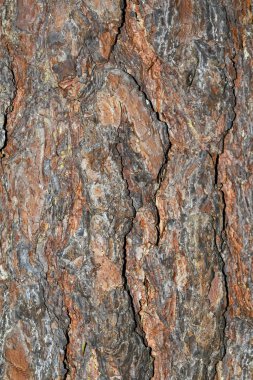 Çam kabuğunun dokusu. Eski çam kabuğu yüzey dokusunu kapat.