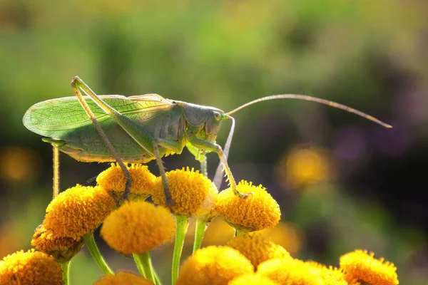 Green grasshopper close-up. Latin name: Tettigonia viridissima. — Stock Photo, Image