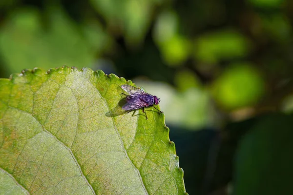 A fly is sitting on a green leaf. Closeup. Green Background. — Stock Photo, Image