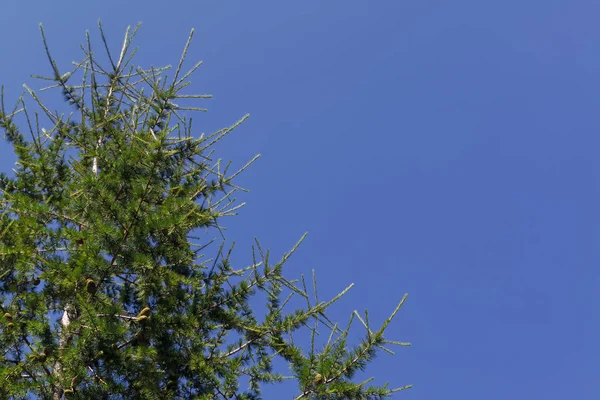 Unga grenar av lärk med gröna kottar mot en molnfri blå himmel. — Stockfoto