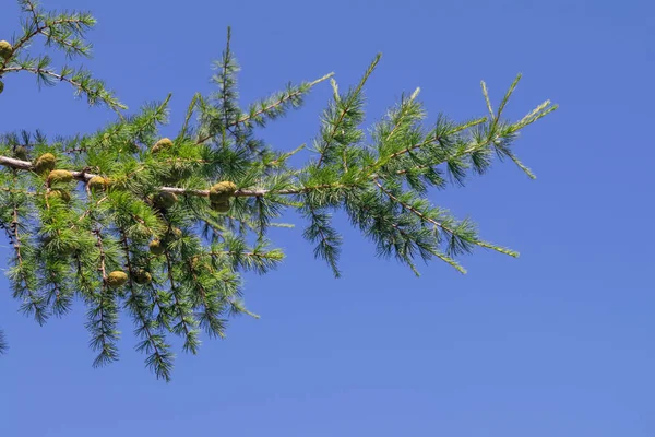 Unga grenar av lärk med gröna kottar mot en molnfri blå himmel. — Stockfoto