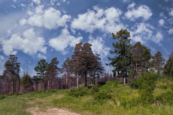 Paisagem floresta de abeto no início do outono nas montanhas Urais . — Fotografia de Stock