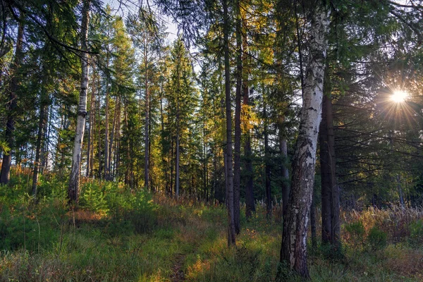 Paisagem floresta de abeto no início do outono nas montanhas Urais . — Fotografia de Stock