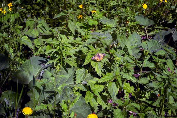 Vackra Aglais urticae fjäril i solljus i örtagården. — Stockfoto