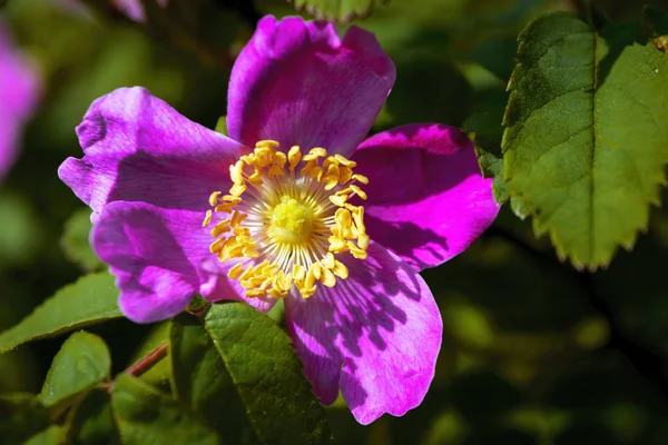 Dogrose blommor på en suddig bakgrund. Grenar av blommande nypon på en bakgrund av suddig grönska. — Stockfoto