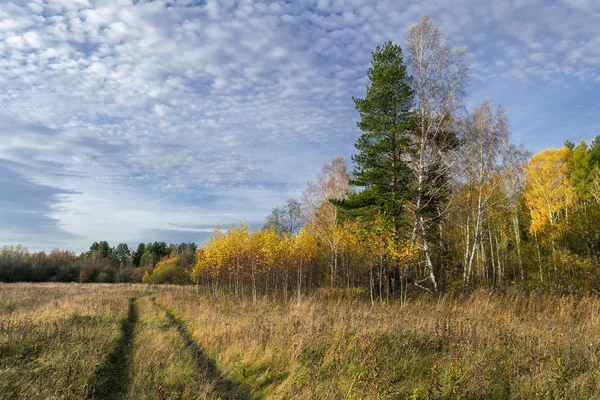 Paisagem rural de outono. Grama amarelada no prado contra o fundo da floresta e céu azul com belas nuvens . — Fotografia de Stock
