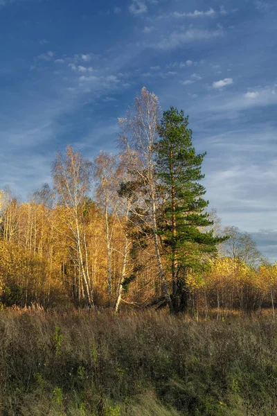 Herfst landelijke landschap. Geelgras in de weide tegen de achtergrond van het bos en de blauwe lucht met prachtige wolken. — Stockfoto