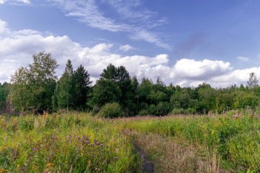 Ormanın ve mavi gökyüzünün arka planında çiçek açan uzun yabani otlarla dolu yaz çayır manzarası..
