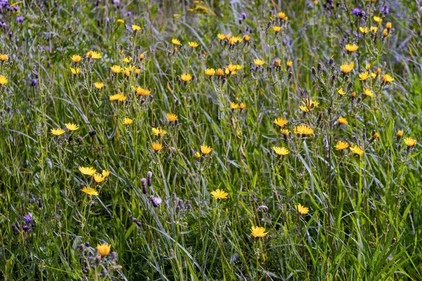 Fiori selvatici in una natura prato. Sfondo estivo naturale con fiori selvatici nel prato ai raggi del sole del mattino. Mattina campo sfondo con fiori selvatici . — Foto Stock