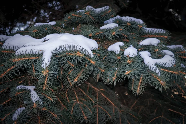 Zweige von Blaufichten, die mit Schnee bedeckt sind. Winterdekoration. Blaufichten-Zweige aus nächster Nähe. immergrüner Baum im Winter mit Schnee bedeckt. — Stockfoto