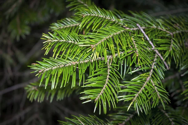 Fir tree brunch close up. Fluffy fir tree brunch close up. Christmas wallpaper concept. — Stock Photo, Image