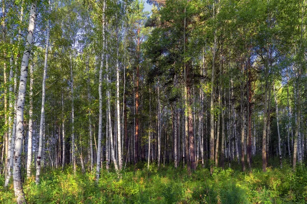 Güneşin aydınlattığı bir huş ormanında yaz sahnesi. Yeşil huş ormanı ile yaz manzara. Beyaz huş ağacı ve yeşil yapraklar. — Stok fotoğraf