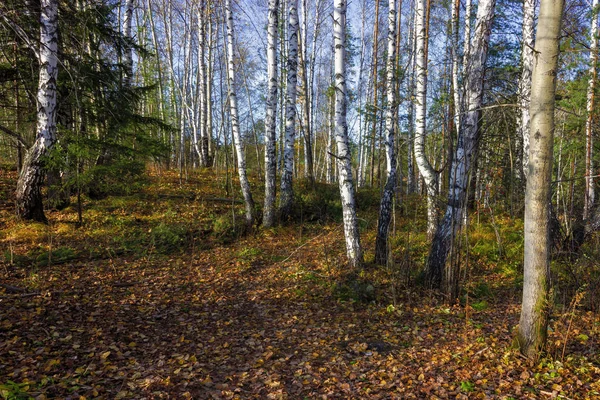 Paesaggio bosco di abeti di inizio autunno nelle montagne degli Urali . — Foto Stock