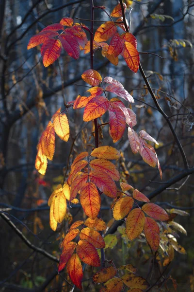 Herbst hinterlässt abstrakten Hintergrund. Herbstblätter auf verschwommenem Waldhintergrund. — Stockfoto