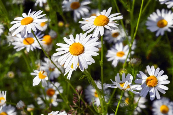 Margaridas florescentes em um prado de verão close-up . — Fotografia de Stock