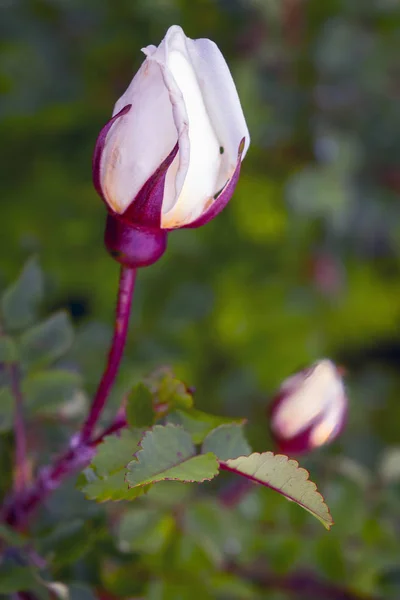 Pąki białej dzikiej róży z bliska. Nieotwarte pąki dzikiej róży zbliżenie na zewnątrz. — Zdjęcie stockowe