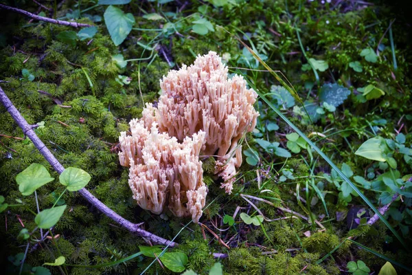 Waldpilz auf verschwommenem natürlichen Hintergrund Nahaufnahme. — Stockfoto