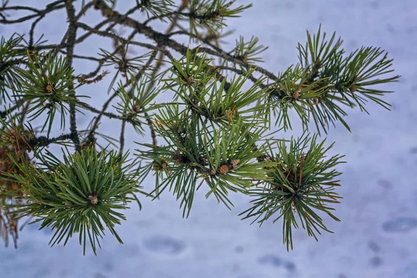 Rami di cedro su uno sfondo di neve primo piano. Ramo di cedro verde sullo sfondo della neve . — Foto Stock