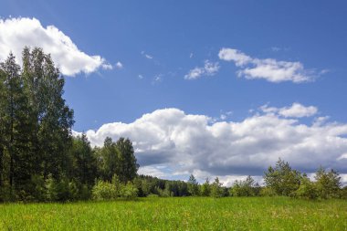 Ormanın ve mavi gökyüzünün arka planında çiçek açan uzun yabani otlarla dolu yaz çayır manzarası..