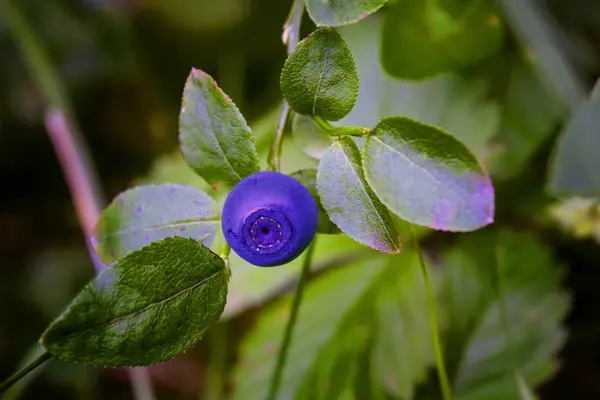 Hutan blueberry berry pada latar belakang kabur close-up . — Stok Foto