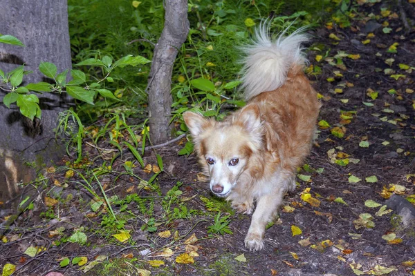 Egy kutya portréja sétálni az erdőben. — Stock Fotó