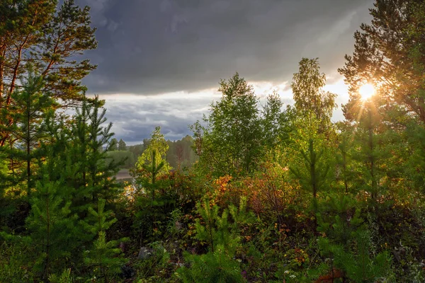 Journée ensoleillée dans la forêt d'automne. Le chaud soleil d'automne illumine les troncs de sapins dans une forêt d'automne colorée . — Photo