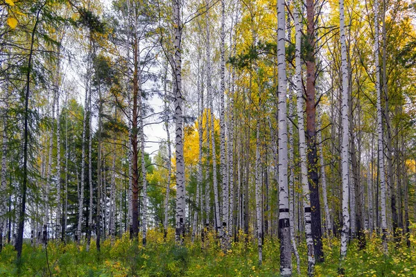 Dia ensolarado na floresta de outono. O sol quente do outono ilumina os troncos de abetos em uma floresta de outono colorida . — Fotografia de Stock