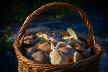 Bir sepet taze orman mantarı. Ormanda taze toplanmış mantarlarla dolu bir sepet..
