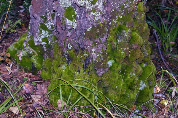 Lichen Xanthoparmelia scabrosa roste na kmeni starého smrku v lese close-up. — Stock fotografie