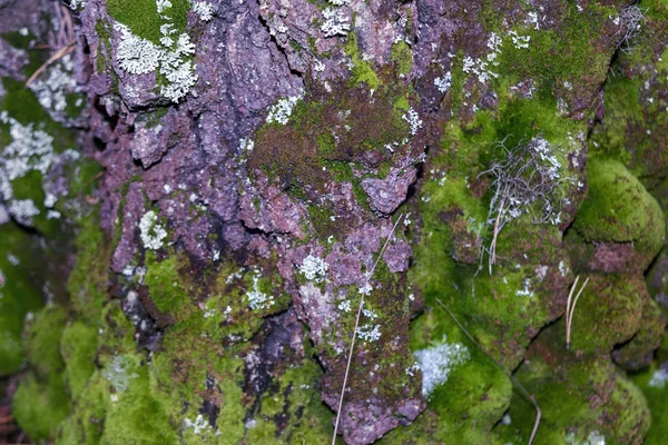 Flechte xanthoparmelia scabrosa wächst am Stamm einer alten Fichte in einem Wald in Großaufnahme. — Stockfoto