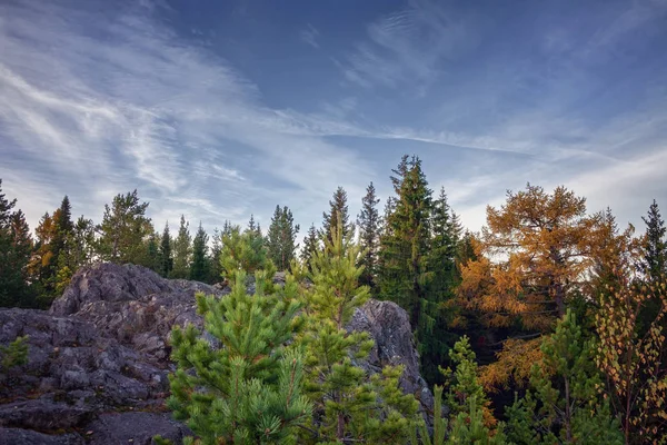 Paesaggio bosco di abeti di inizio autunno nelle montagne degli Urali . — Foto Stock