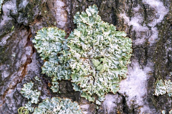 Flechte xanthoparmelia scabrosa wächst am Stamm eines alten Baumes in einem Wald in Großaufnahme. — Stockfoto
