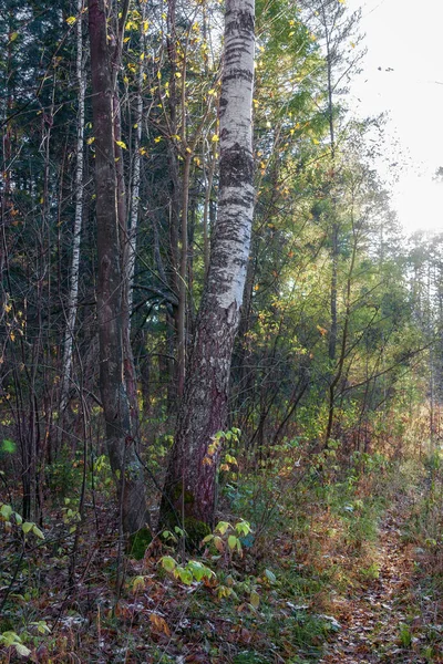 Paisagem floresta de abeto no início do outono nas montanhas Urais . — Fotografia de Stock
