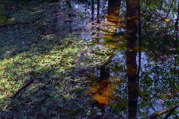 Beautiful autumn trees reflecting on the smooth water surface. Warm autumn day on the river. River bank landscape. — Stock Photo, Image