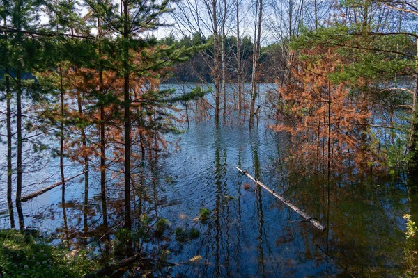 Belas árvores de outono refletindo sobre a superfície da água lisa. Quente dia de outono no rio. Paisagem fluvial . — Fotografia de Stock