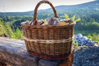 Bir sepet taze orman mantarı. Ormanda taze toplanmış mantarlarla dolu bir sepet..