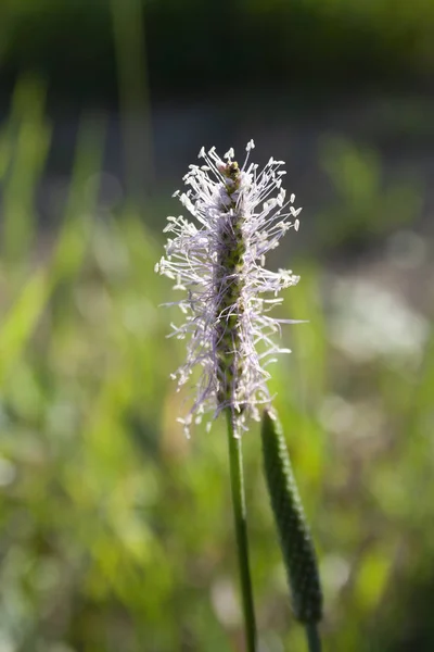 Plantago. Cerca de flor blanca de Plantago en flor . —  Fotos de Stock