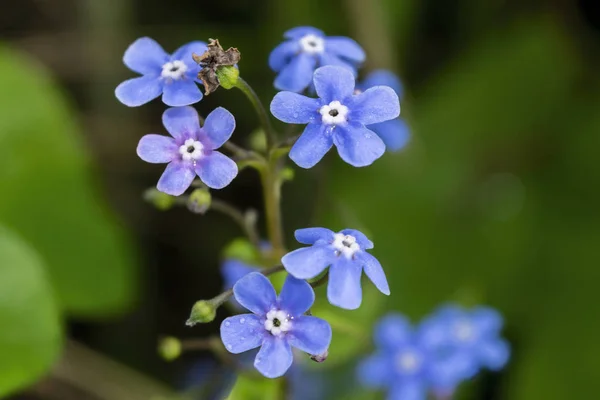 Biru forget-me-not flowers on a blurry background close-up . — Stok Foto