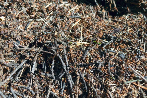 Mraveniště červených lesních mravenců. Pozadí kolonie červených mravenců. — Stock fotografie