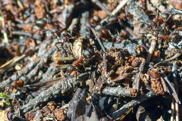 Ameisenhaufen roter Waldameisen aus nächster Nähe. Hintergrund der roten Ameisenkolonie. — Stockfoto