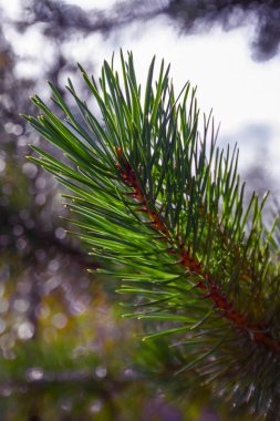 Firavun ağacı brunch 'ı yaklaşıyor. Yumuşak köknar ağacı brunch 'ı yakın çekim. Noel duvar kağıdı konsepti.