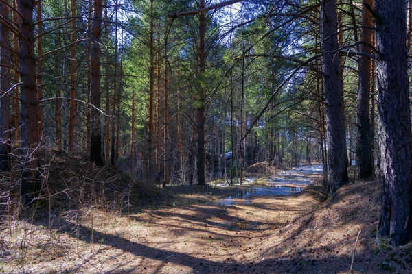 Paisagem de floresta primavera. Bela cena em um dia quente de primavera ensolarado na floresta conífera . — Fotografia de Stock