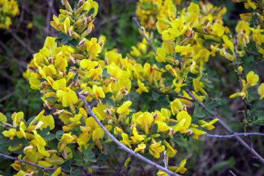 Bush dal güzel sarı çiçekler. Cytisus scoparius, ortak süpürge ya da viski süpürge