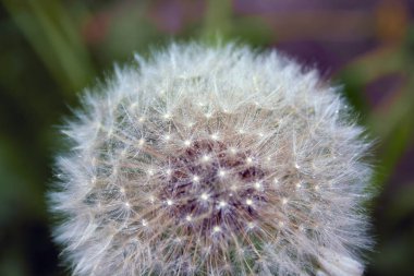 Bulanık arkaplanda kabarık tohumları olan yakın plan karahindiba..