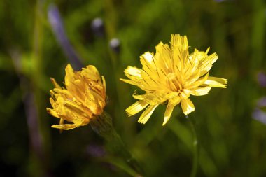 Çayır doğasında yabani çiçekler. Yazın doğal arka planında sabah güneşinde çayırda yabani çiçekler. Yabani çiçeklerle sabah tarlası.