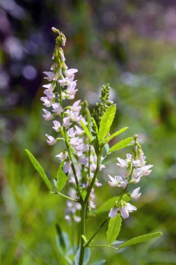 Çayır doğasında yabani çiçekler. Yazın doğal arka planında sabah güneşinde çayırda yabani çiçekler. Yabani çiçeklerle sabah tarlası.