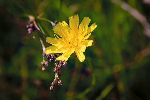 Vadvirágok a mezei természetben. Természetes nyári háttér vad virágok a réten a reggeli napsugarak. Reggeli mező háttér vad virágok. — Stock Fotó