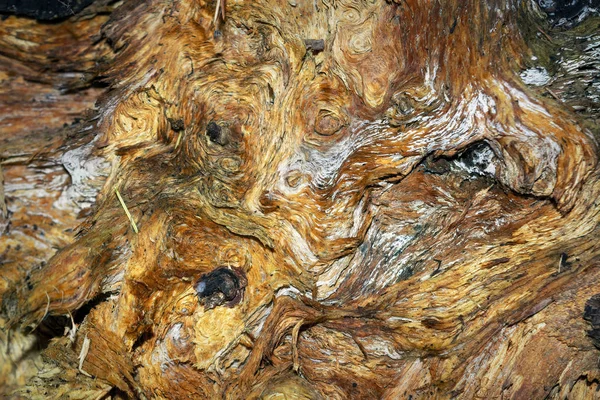 La textura de un viejo árbol podrido de cerca . —  Fotos de Stock